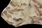 12.2" Fossil Fish (Gosiutichthys) Mortality Plate - Lake Gosiute - #130048-2